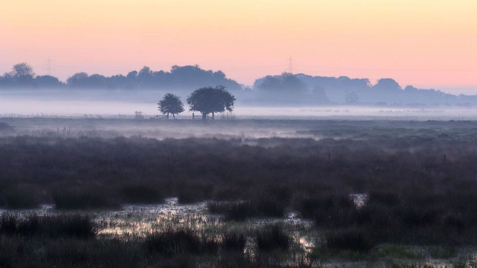 £1.8m Wicken Fen peat project faces 'challenging timescales' - BBC News