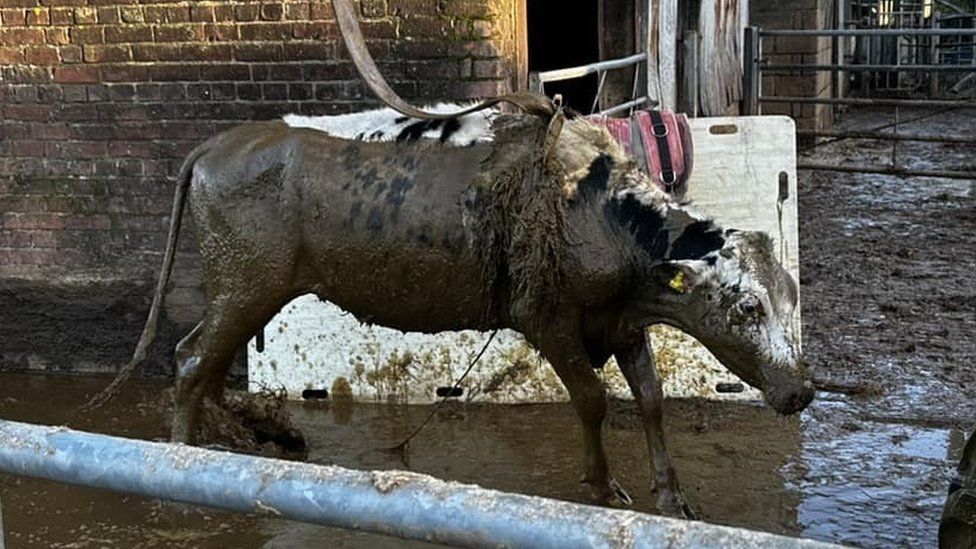 A cow covered in slurry being lifted up with strops