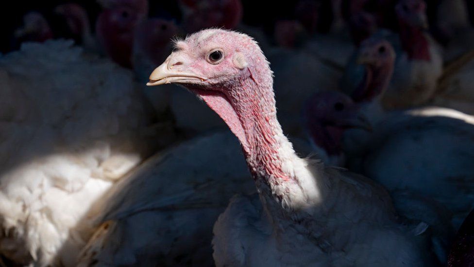 Bird flu 50 million birds die in record US outbreak BBC News