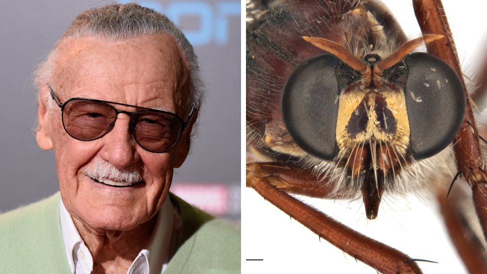 The Stan Lee fly, or Daptolestes leei, which shares his characteristic sunglasses and white moustache