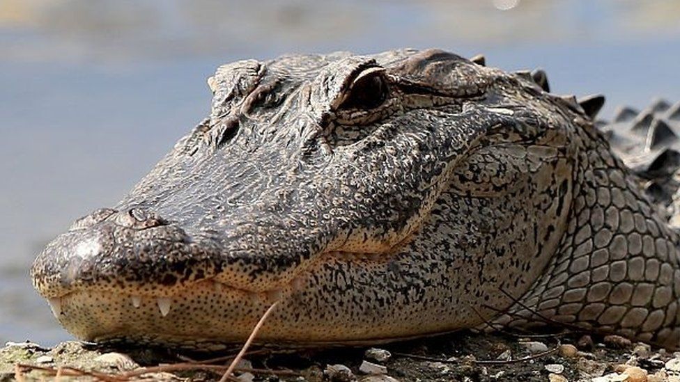 morgue en lille Northern Monster cattle-eating alligator' is shot in Florida - BBC News