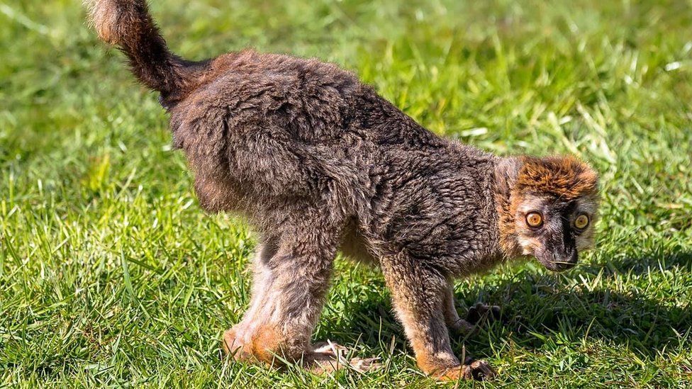 [Obrázky: _120811744_red-frontedlemur-stevecorran.jpg]