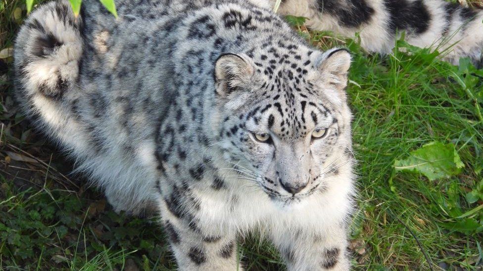 A snow leopard