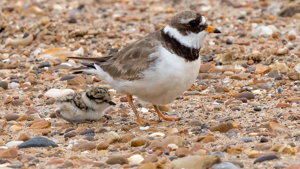 Ringed plover parent and chicks