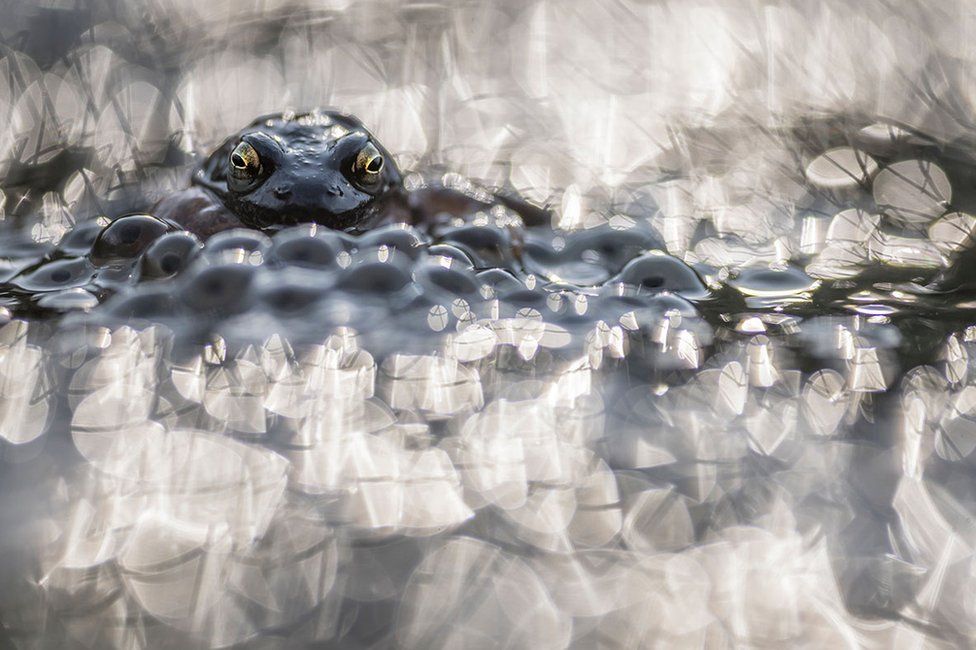 A frog seen with frogspawn