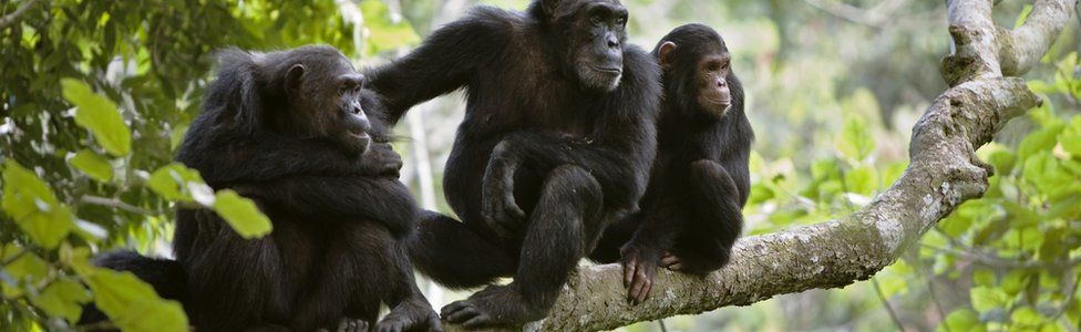 Chimpanzees in Africa