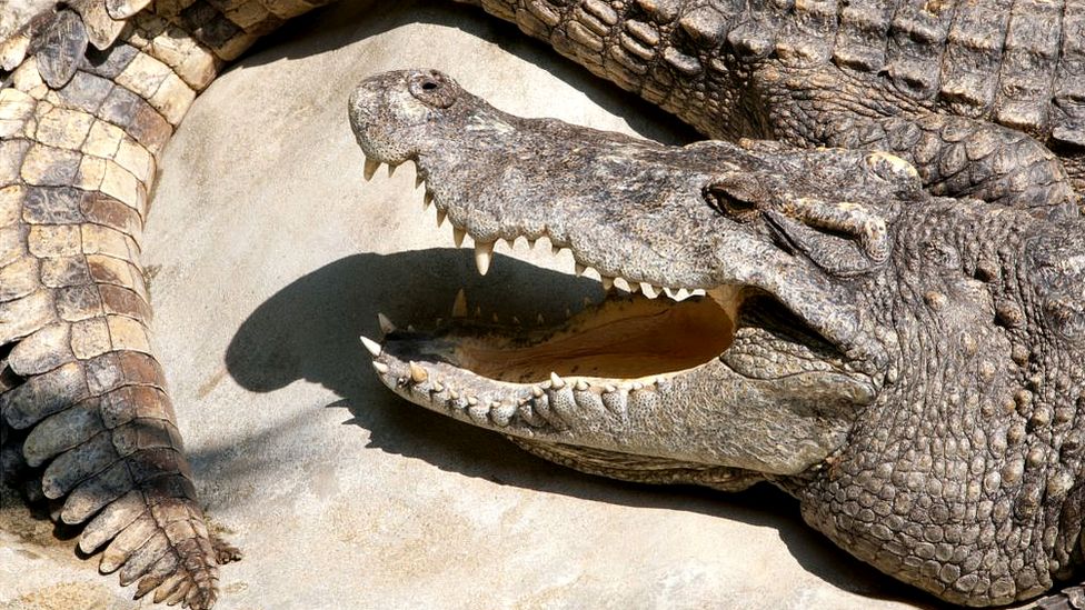 A Siamese crocodile