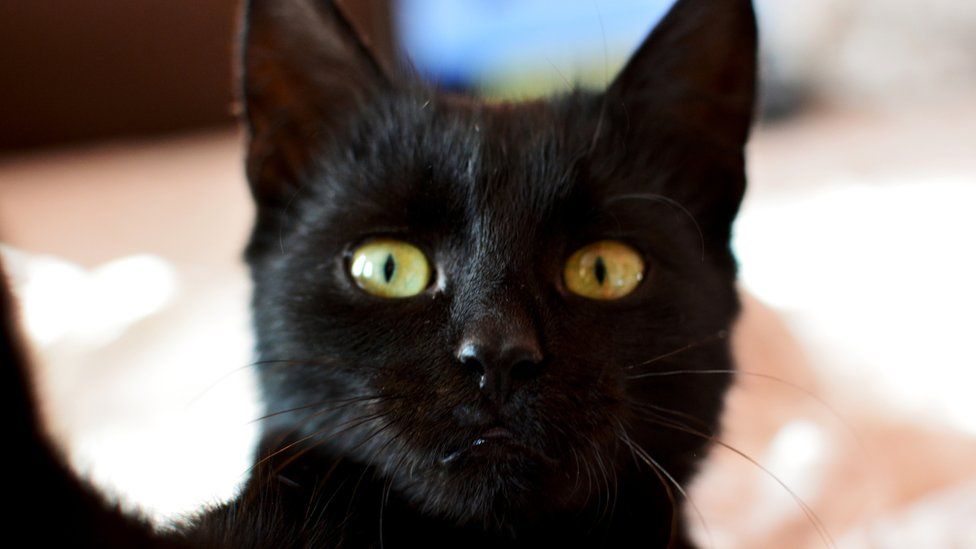 black cat looking at phone camera