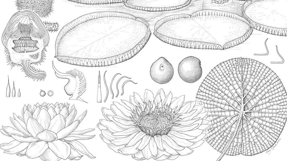 Frontiers  Revised Species Delimitation in the Giant Water Lily Genus  Victoria (Nymphaeaceae) Confirms a New Species and Has Implications for Its  Conservation