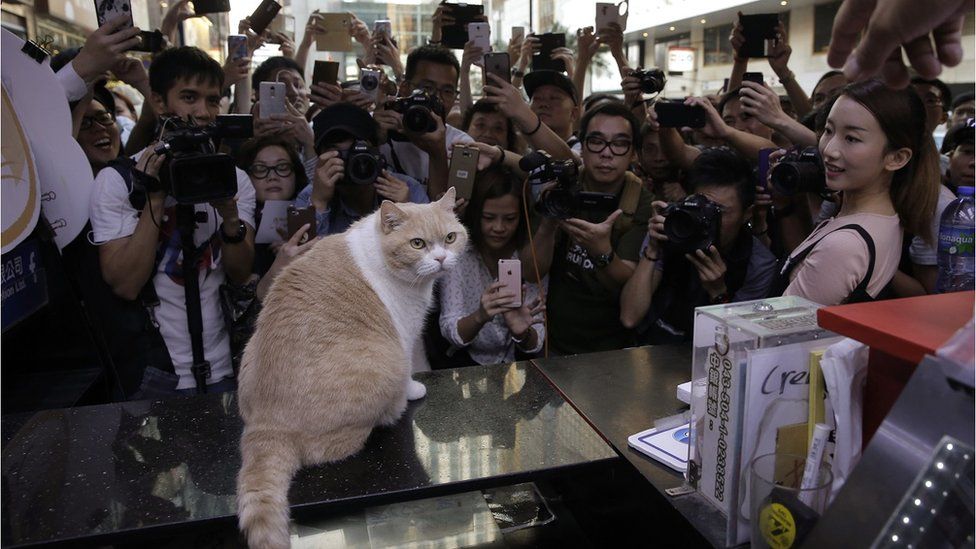 Brother Cream, HK's celebrity cat