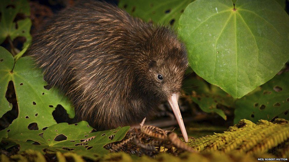 The Northern brown kiwi: numbers are rising