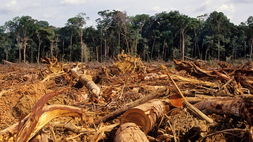 Cut logs in Amazon rainforest
