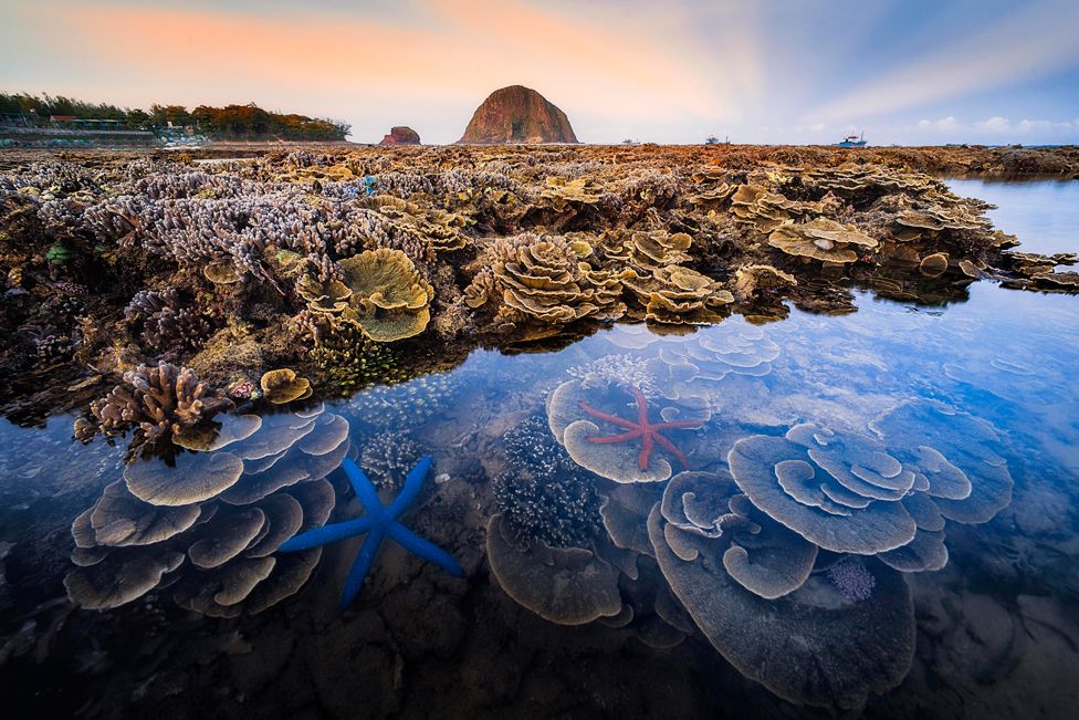 Phu Yen, Vietnam'daki Hon Yen deniz ekosistemi