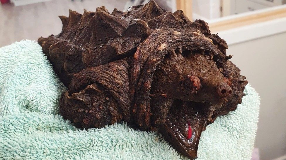 Alligator snapping turtle rescued from tarn