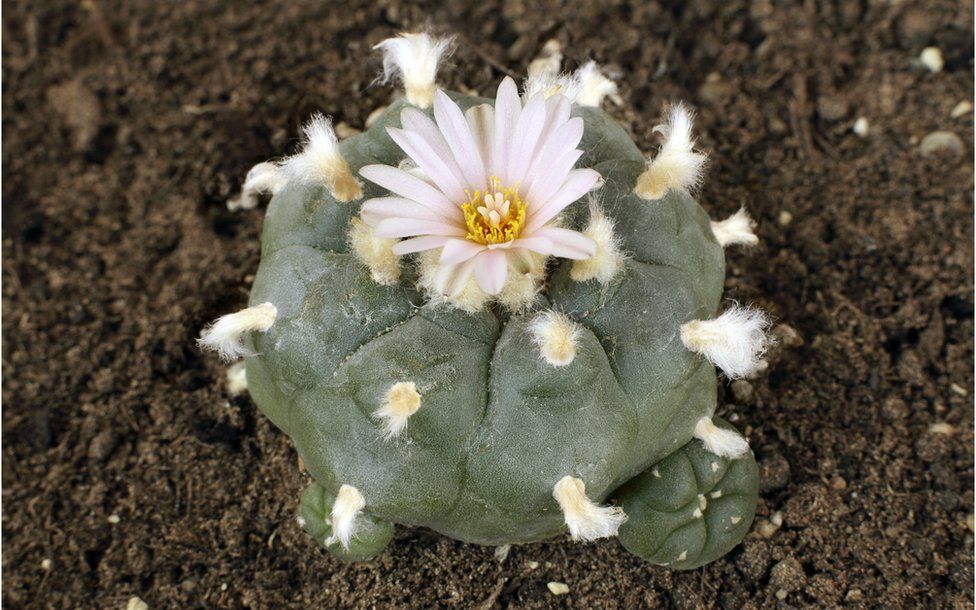 Peyote