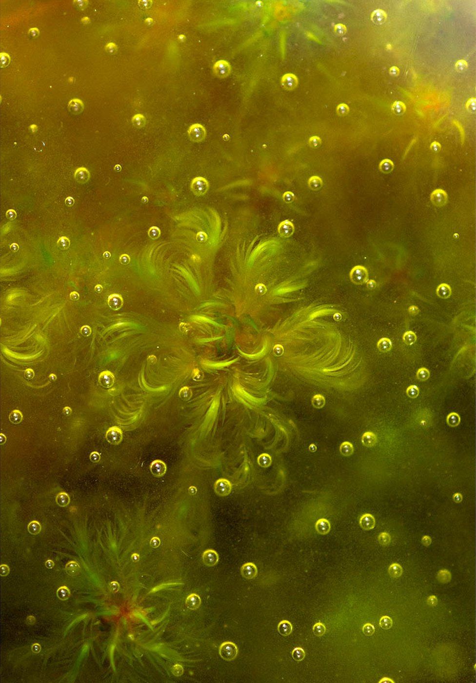 Green moss and bubbles seen in water
