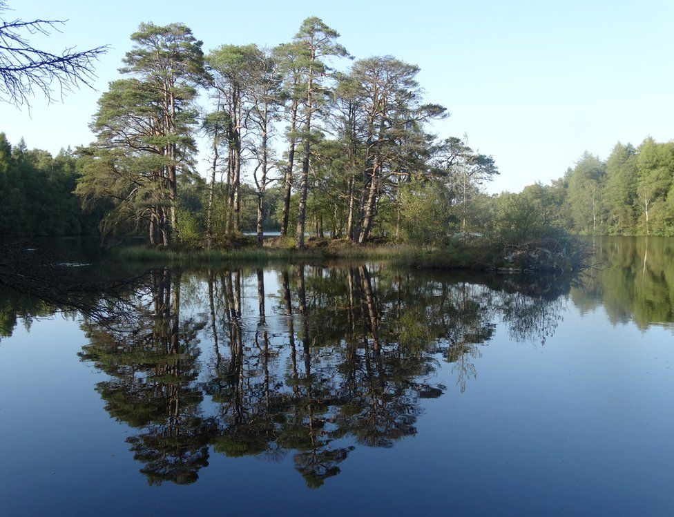 Trees reflected in still water