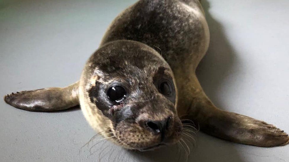 Badly injured seal pup moved 140 miles for sanctuary - BBC News