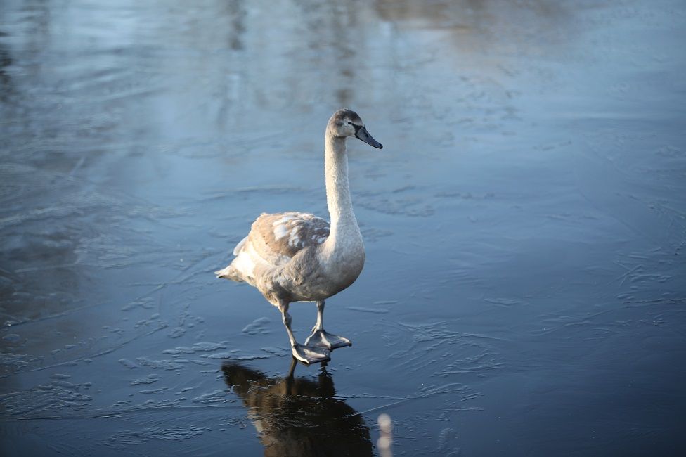 cygnet on ice on Forth and Clyde canal.