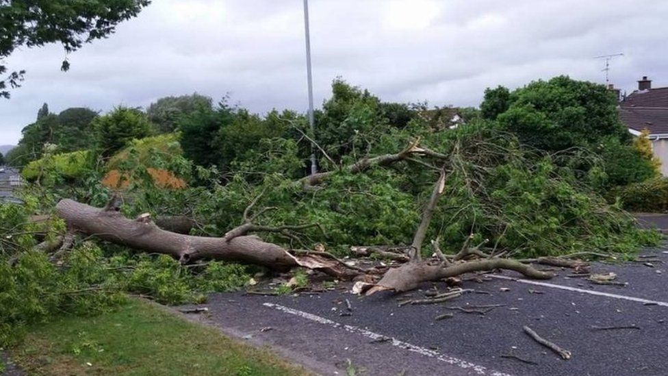 The Aghanloo Road in Limavady was blocked by a fallen tree on Thursday morning