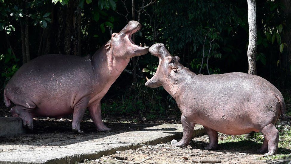 Hippos at Hacienda Nápoles, once the private zoo of drug kingpin Pablo Escobar, in Colombia, 12 September 2020