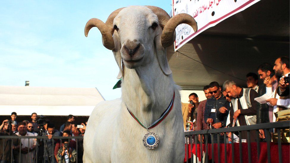 A sheep wearing a medal after winning a prize in a contest in Misrata, Libya - March 2018
