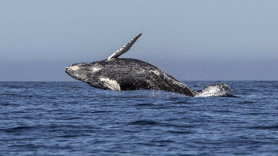 A humpback whale (Megaptera novaeangliae) jumps out of the Pacific Ocean's waters in Los Cabos, Baja California Sur, Mexico on March 14, 2018