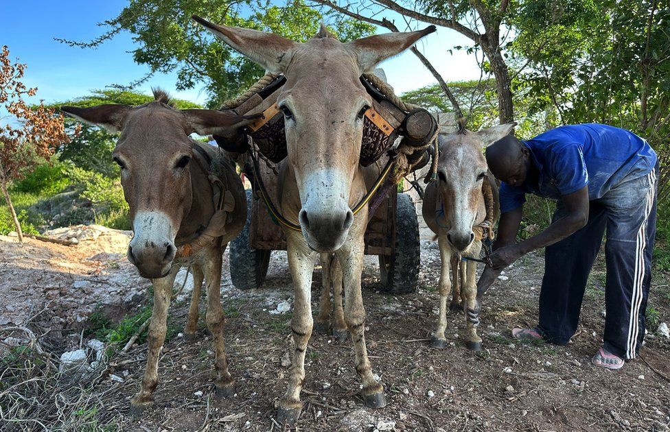 A man with his working donkeys in Lamu, Kenya