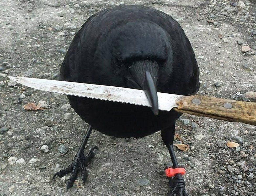 bird with a knife