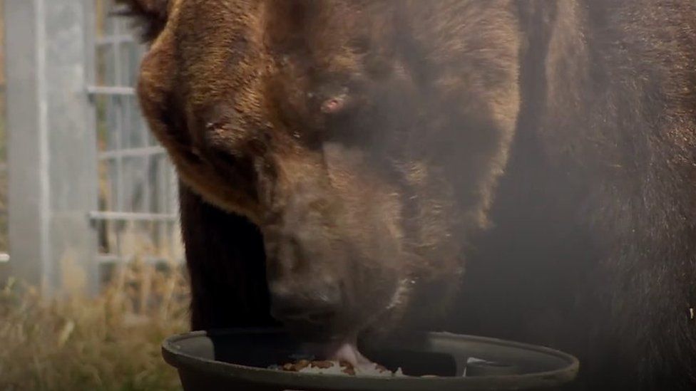 A bear eats food