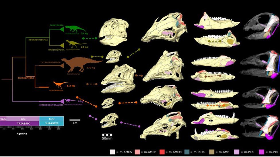 Dinosaur skull chart