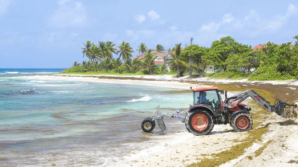 Mechanical harvesting of sargassum seaweed, sargassum fluitans and sargassum natans, on the beach of Saint-Francois, in Guadeloupe. Sargassum seaweed are a real scourge to the economy and a threat to biodiversity.