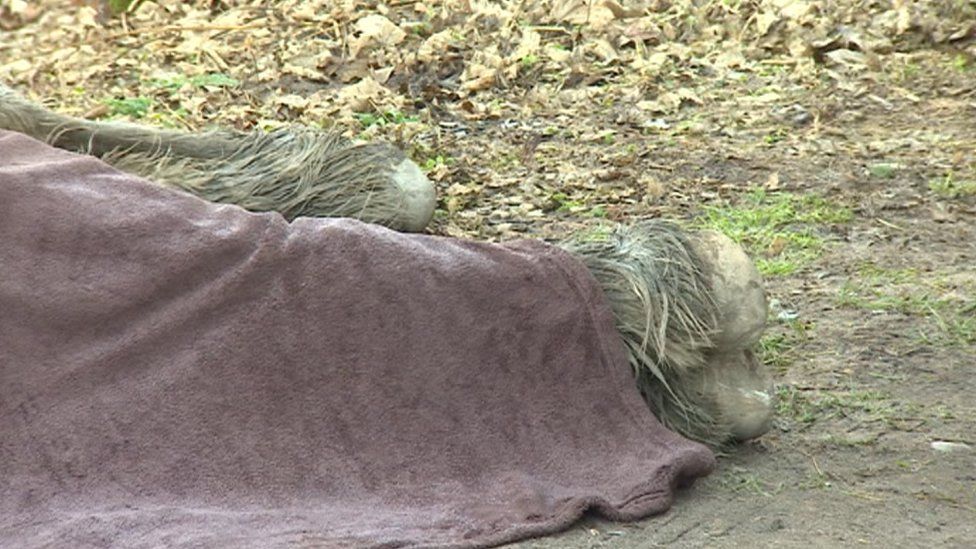 The Disturbing Truth About The Sedgwick County Horse Deaths - 06hwoo4