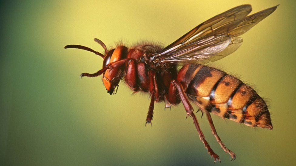 UK set to be invaded by 'killer' Asian hornets - BBC Newsround
