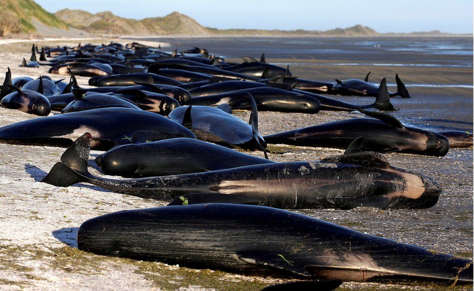Some of the hundreds of stranded pilot whales, marked with a small green "X" to indicate they have died, together on the beach in Golden Bay, at the top of New Zealand's South Island, 10 February 2017.