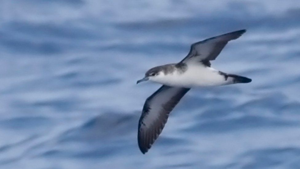 A Shearwater in flight