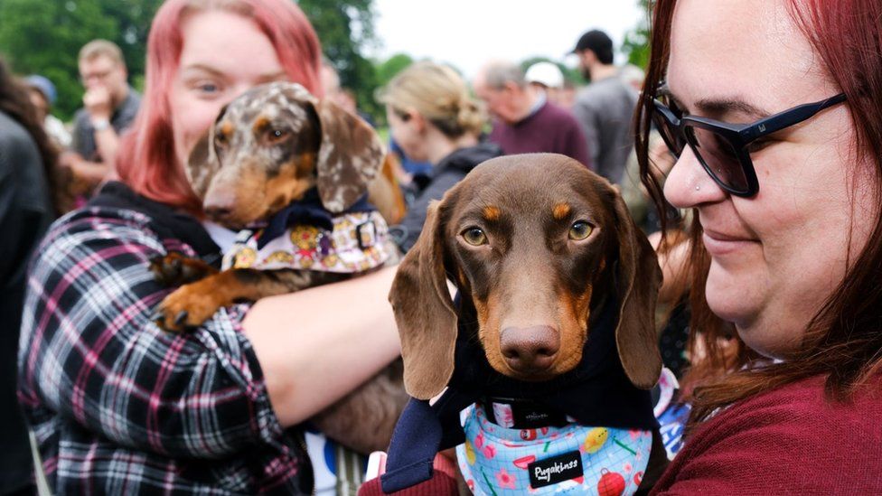 Image of two dachshunds in colourful harnesses being held by their owners, each with red hair