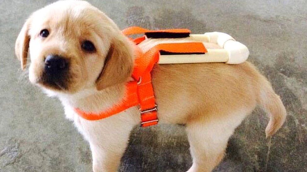 Golden retriever 2025 puppy harness