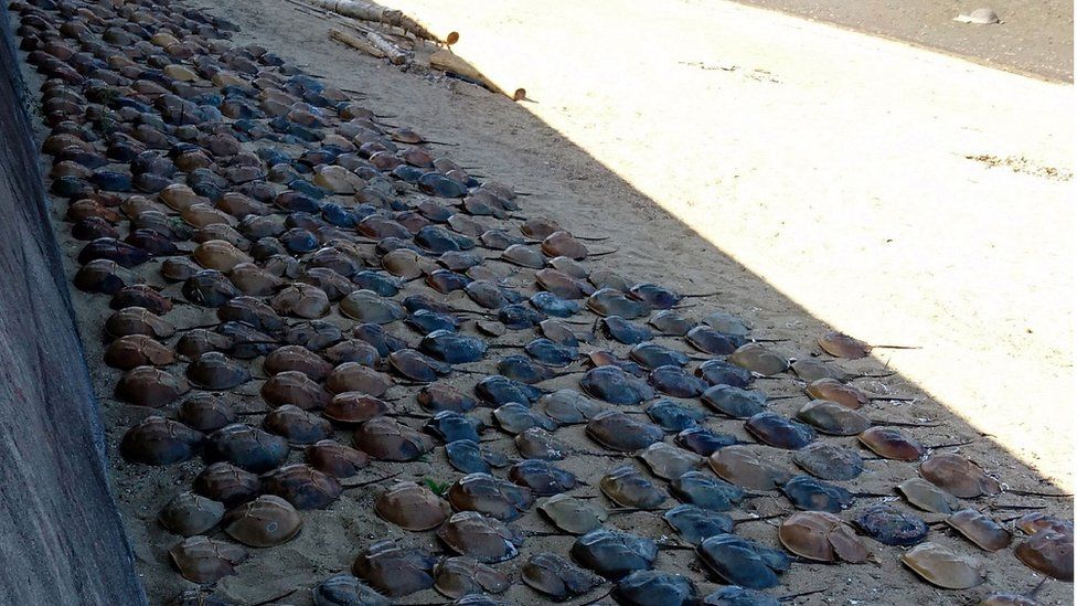 Hundreds of Japanese horseshoe crabs wash up dead on beaches BBC News