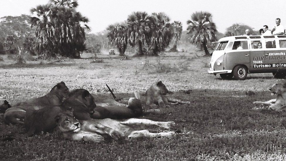 Lions and tourists in Gorongosa in late 60s/early 70s