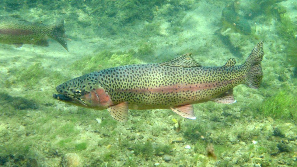 Rainbow trout can now be called salmon in China - BBC News