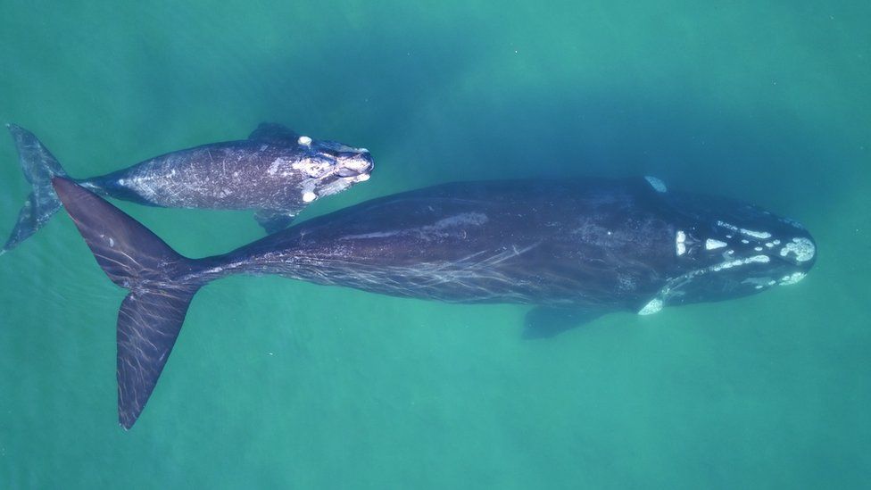 Southern right whale mother-calf pair in clear waters