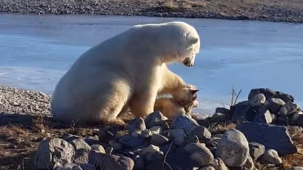 Polar bear petting a Husky