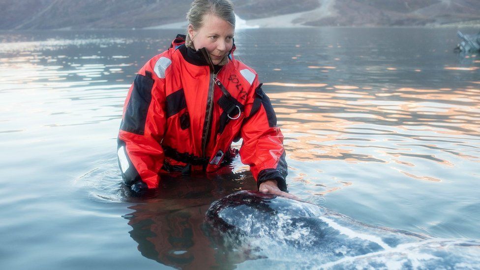 Researchers from UC Santa Cruz had to be in the water to fit tracking devices to the narwhals