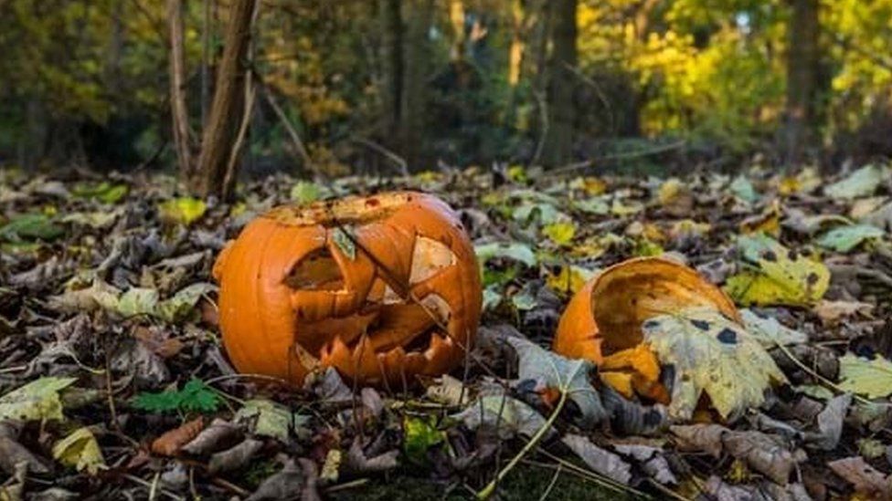 Pumpkins left in woodland