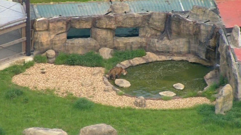 Hamerton Zoo tiger death: Rosa King suffered 'traumatic injuries' - BBC ...