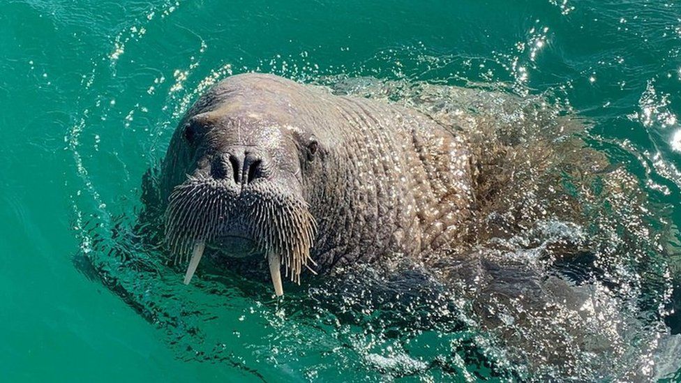 Wally the wandering walrus is spotted in Iceland BBC News