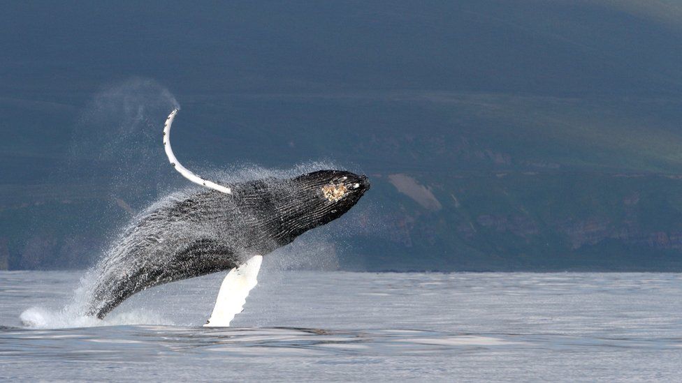 Humpback whale breaching near Bering Island, Kamchatka