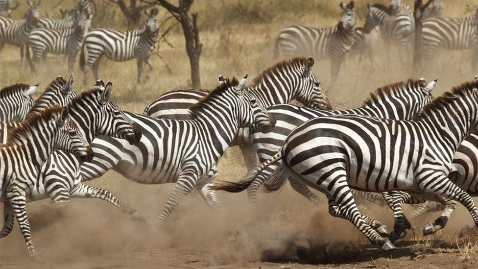 International Zebra Day: Top 5 facts about these striped animals - BBC ...