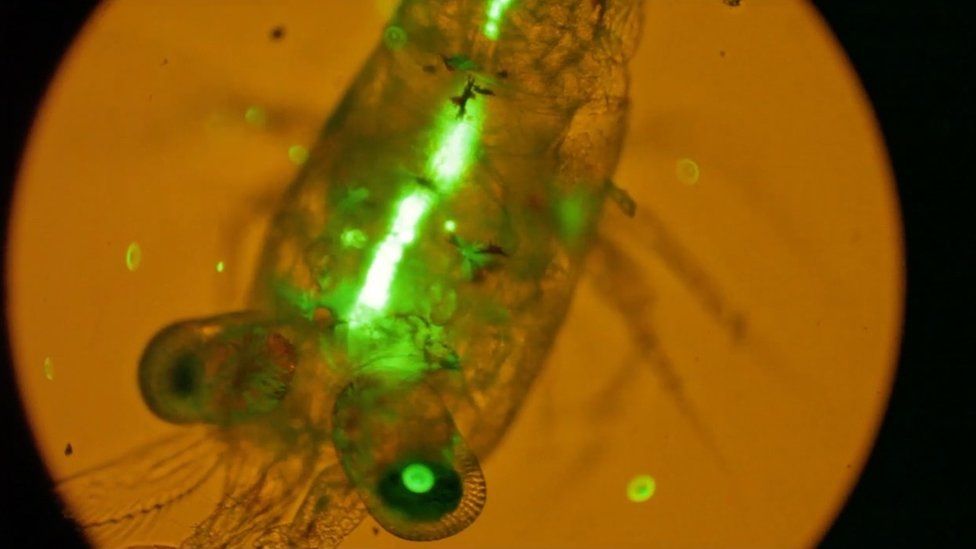 Fluorescent pieces of plastic drifting near some copepods